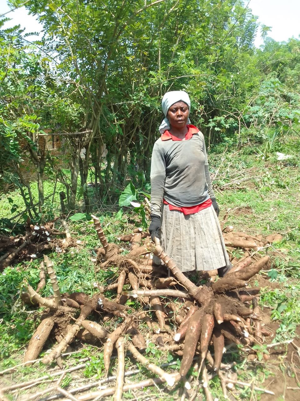 Cassava harvest